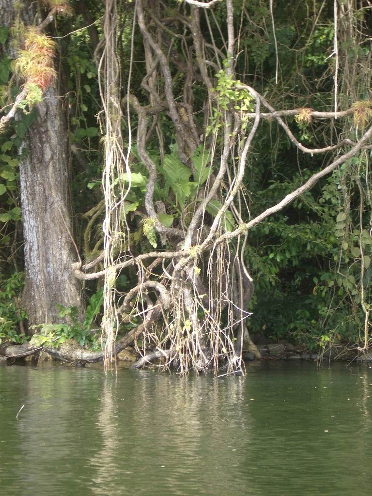 Vegetation am Ufer des Sees
