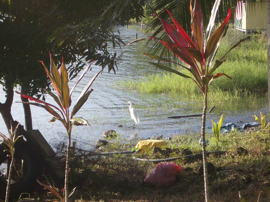 ein wei&szlig;er Reiher