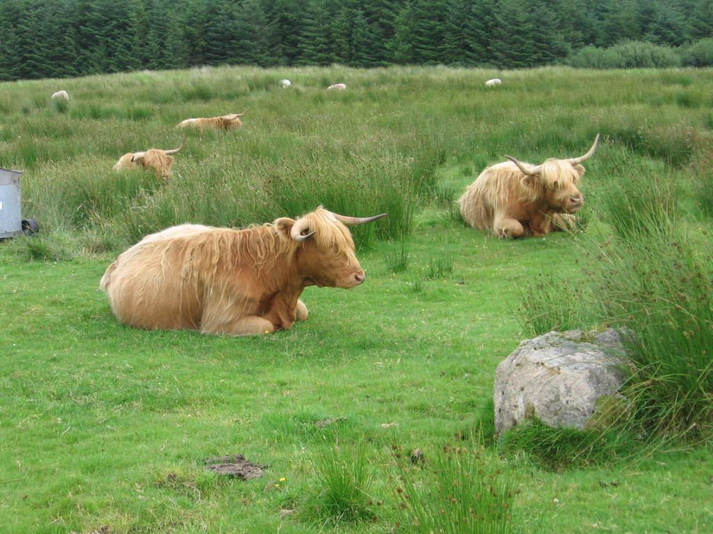 Rinder bei Broadford
